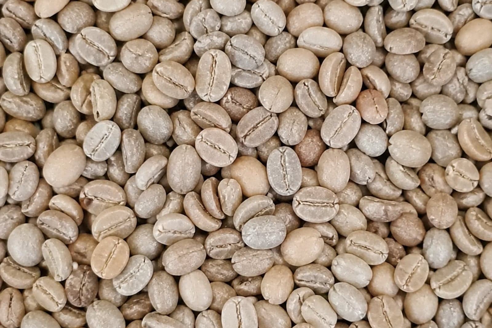 Arabica coffee Green beans from Java