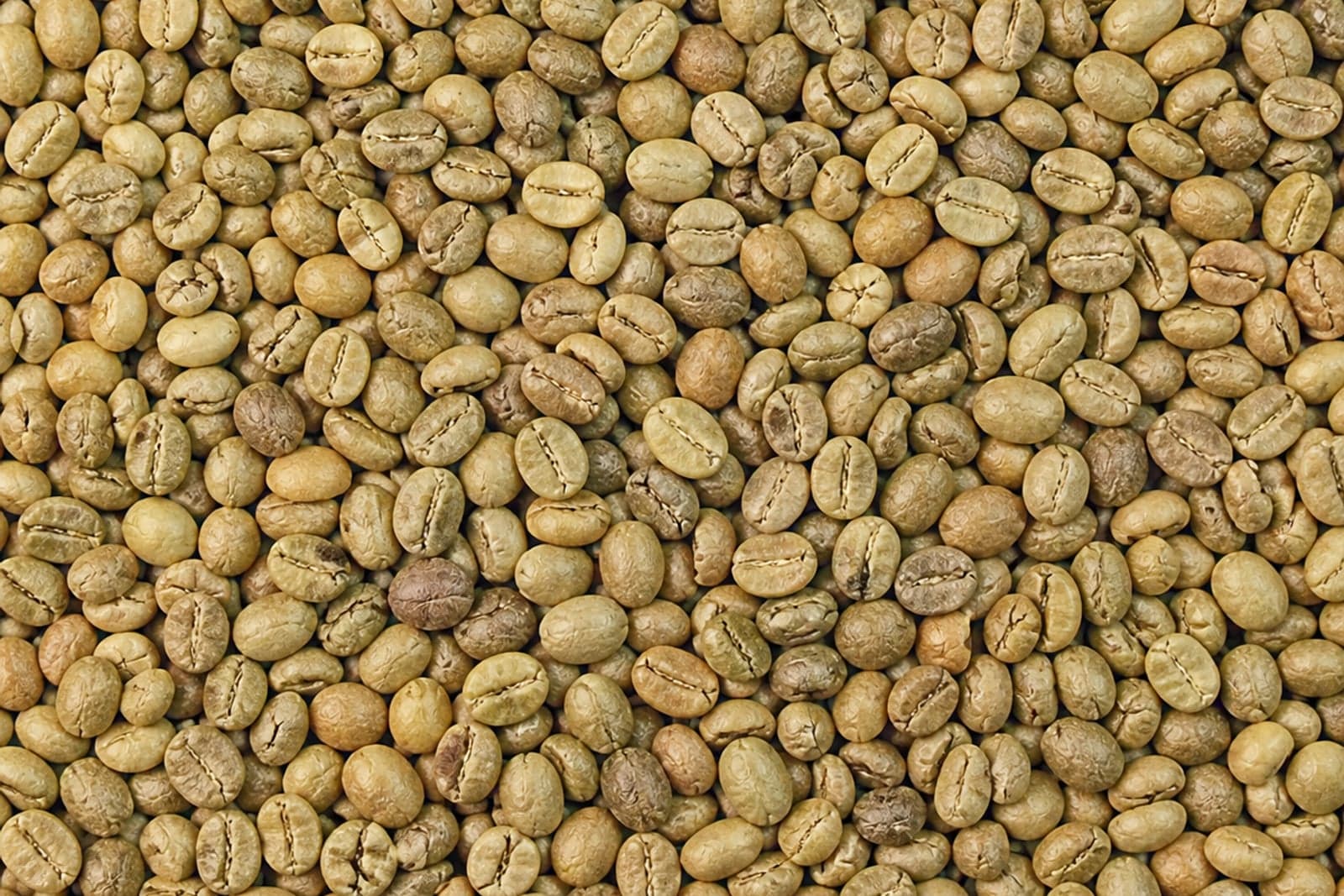 Arabica coffee Green beans from Sulawesi