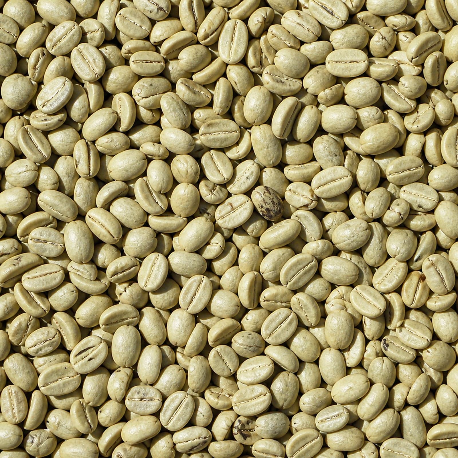 Arabica coffee Green beans from Sumatra